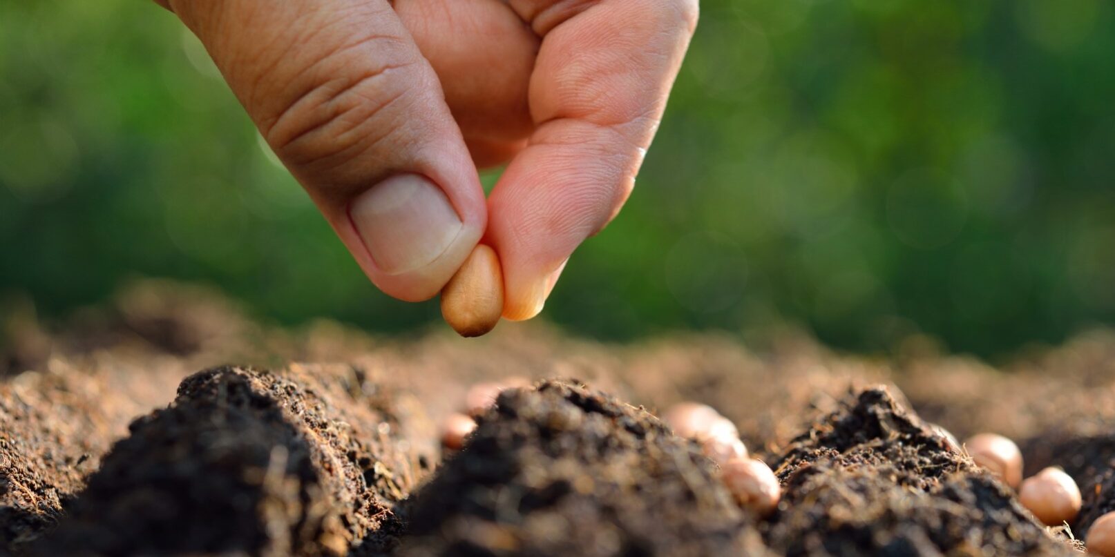 Hacker Giardini – Immagini – cosa-piantare-in-autunno-2